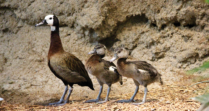 White-faced whistling duck with her chicks
