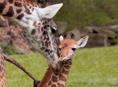 Support a Species