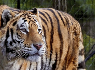 Gift Acceptance Guidelines