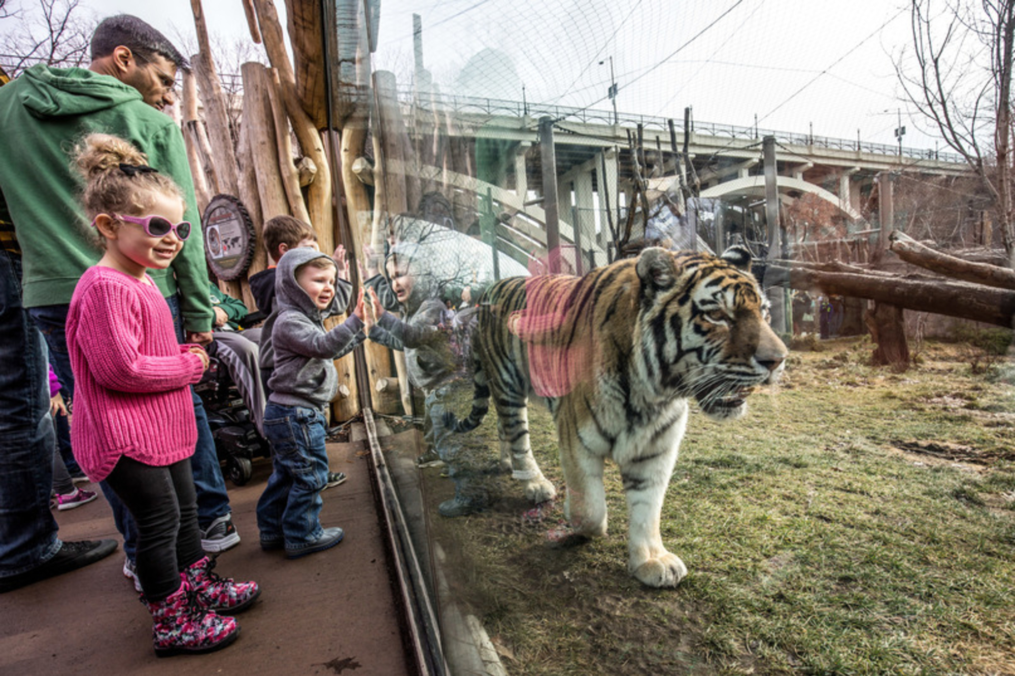 kids looking at a tiger at the tiger passage