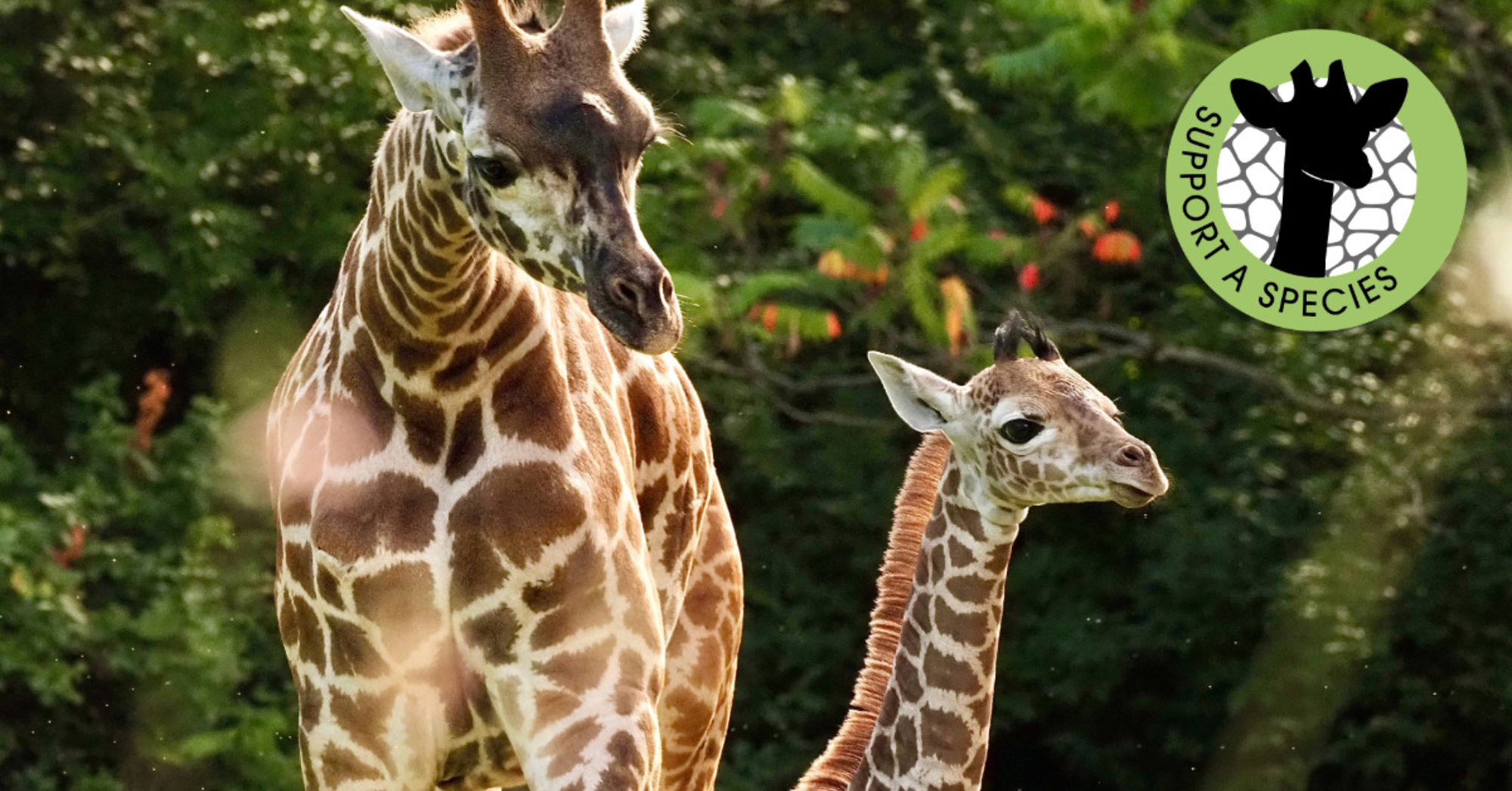 Giraffewebpage12025