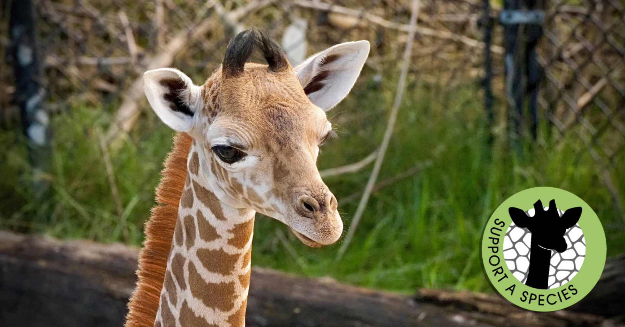 Giraffewebpage32025